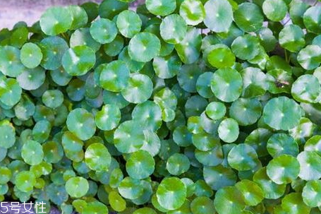 金钱草和海金沙能治胆结石吗 二者功效 金钱草和海金沙能治胆结石吗 二者功效