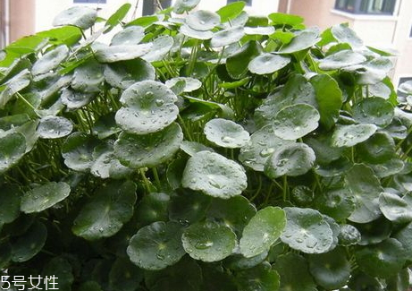 金钱草和海金沙能治胆结石吗 二者功效 金钱草和海金沙能治胆结石吗 二者功效