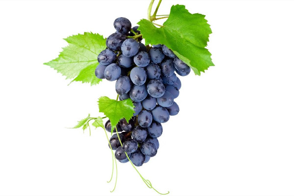 葡萄的功效和作用 葡萄有维生素c吗 葡萄的功效和作用 葡萄有维生素c吗
