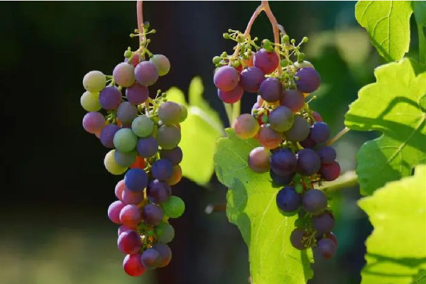 葡萄的功效和作用 葡萄有维生素c吗 葡萄的功效和作用 葡萄有维生素c吗