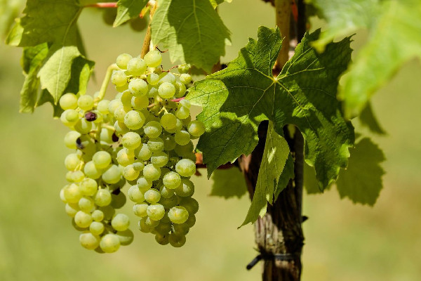 葡萄的功效和作用 葡萄有维生素c吗 葡萄的功效和作用 葡萄有维生素c吗